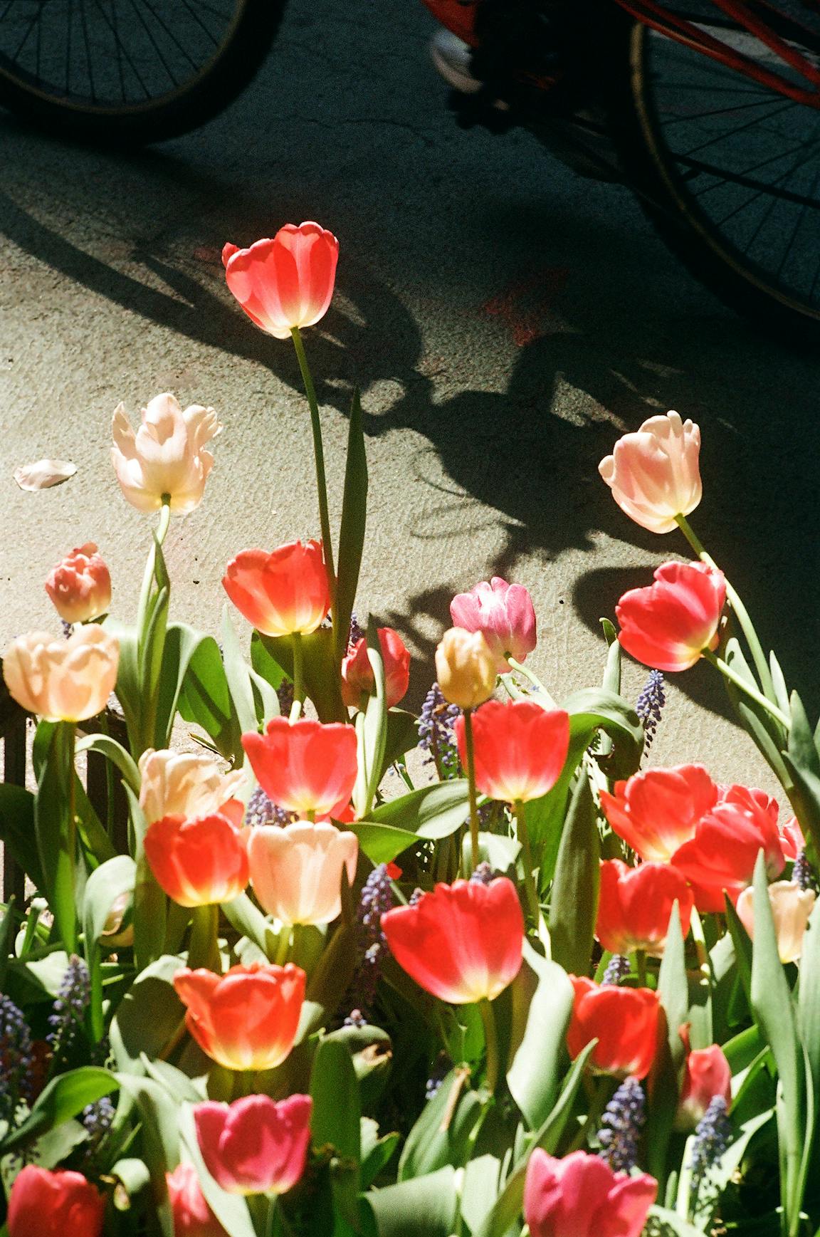 Dozens of red, white, and pink tulips.